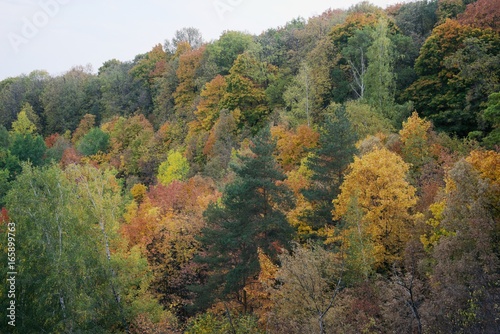 Colored trees on a hillside
