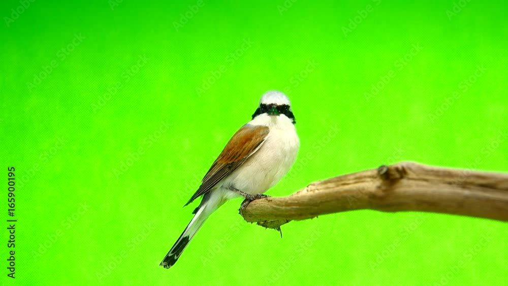 Red-backed Shrike (Lanius collurio) isolated on a green background in studio shot Red-backed Shrike (Lanius collurio) isolated on a green background in studio shot