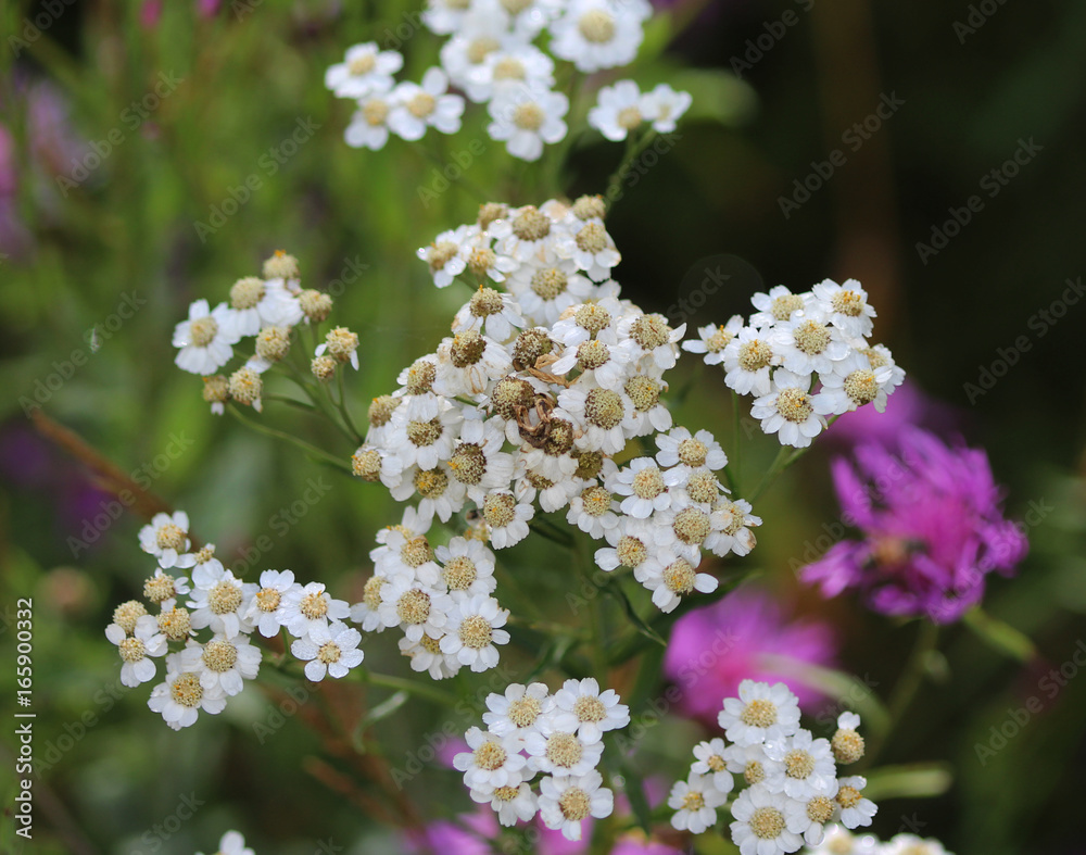 Yarrow Yarrow