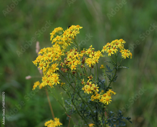 hoary ragwort (Jacobaea erucifolia)