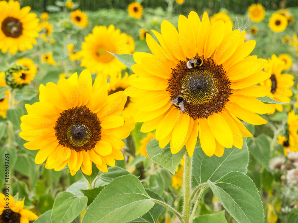 Gelbe Sonnenblumen im Feld