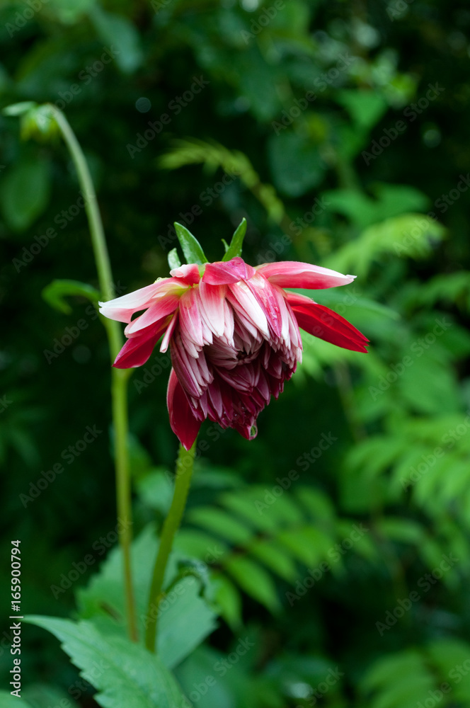 Obraz premium ダリア 雨上がり