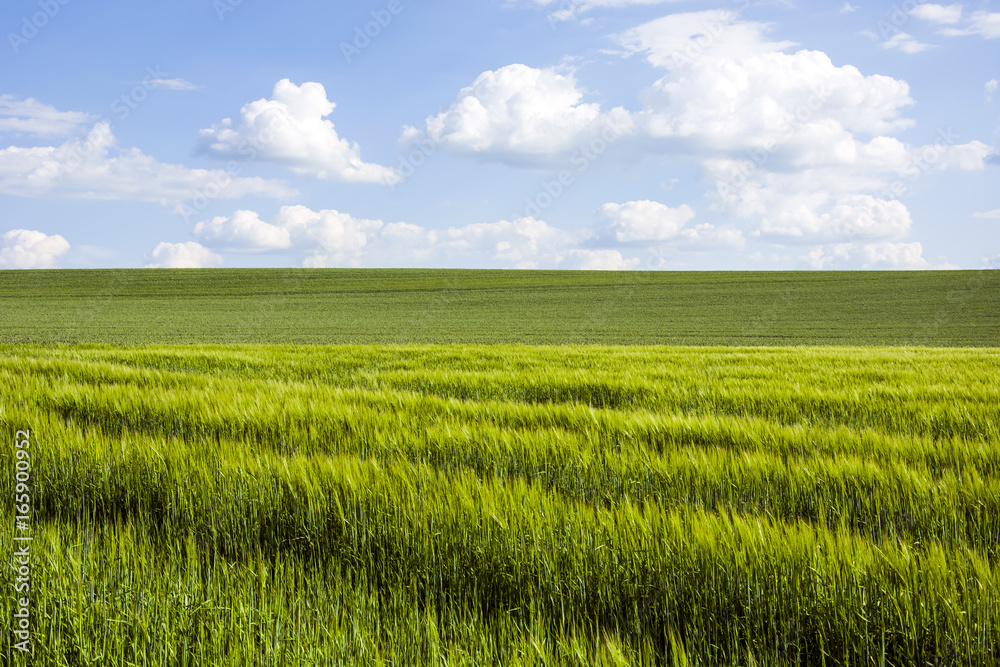 Young corn, field