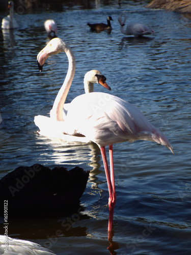 The Pink Flamingo