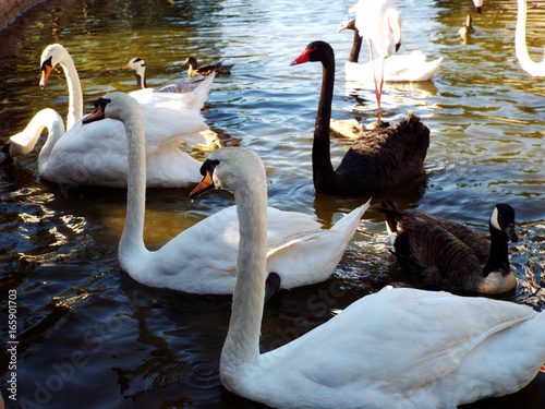 The white swan