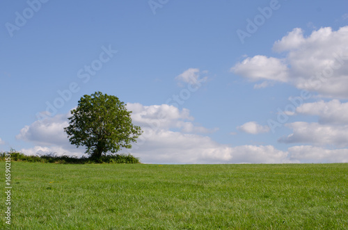 Single tree in a large green field with blue sky