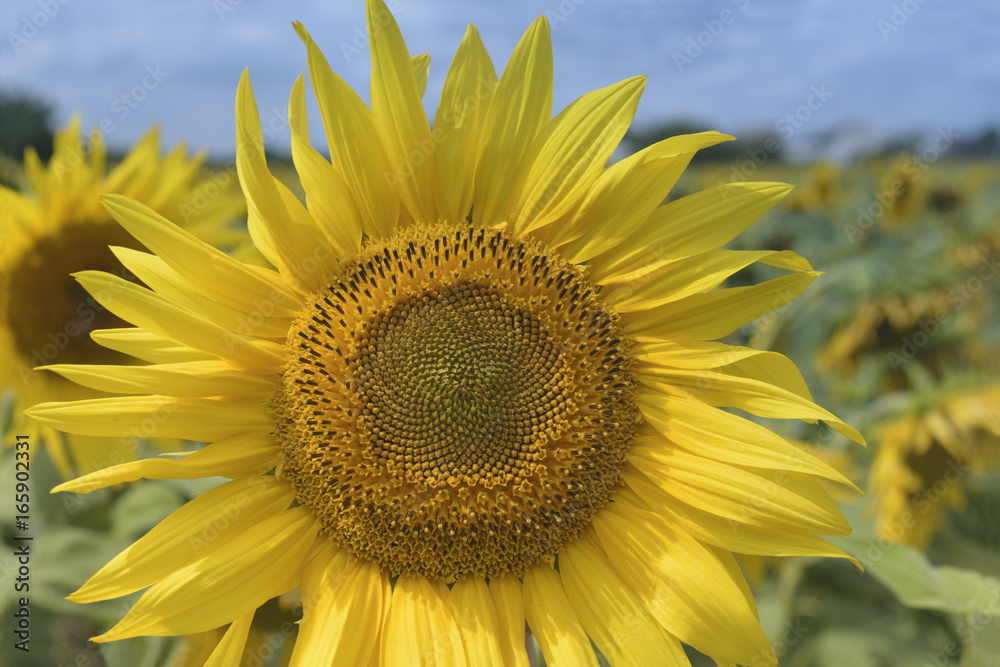 Flower of sunflower