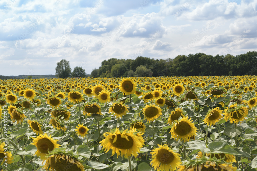 Obraz premium Field of sunflowers