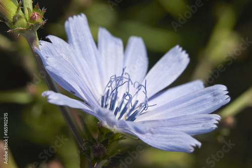 Cichorium Intybus