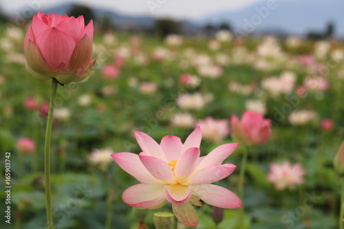 藤原京の蓮の花