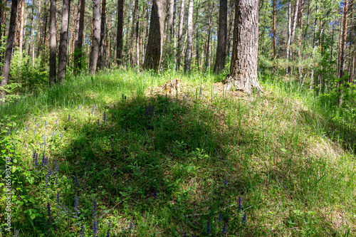Ancient Slavic mounds in the forest  