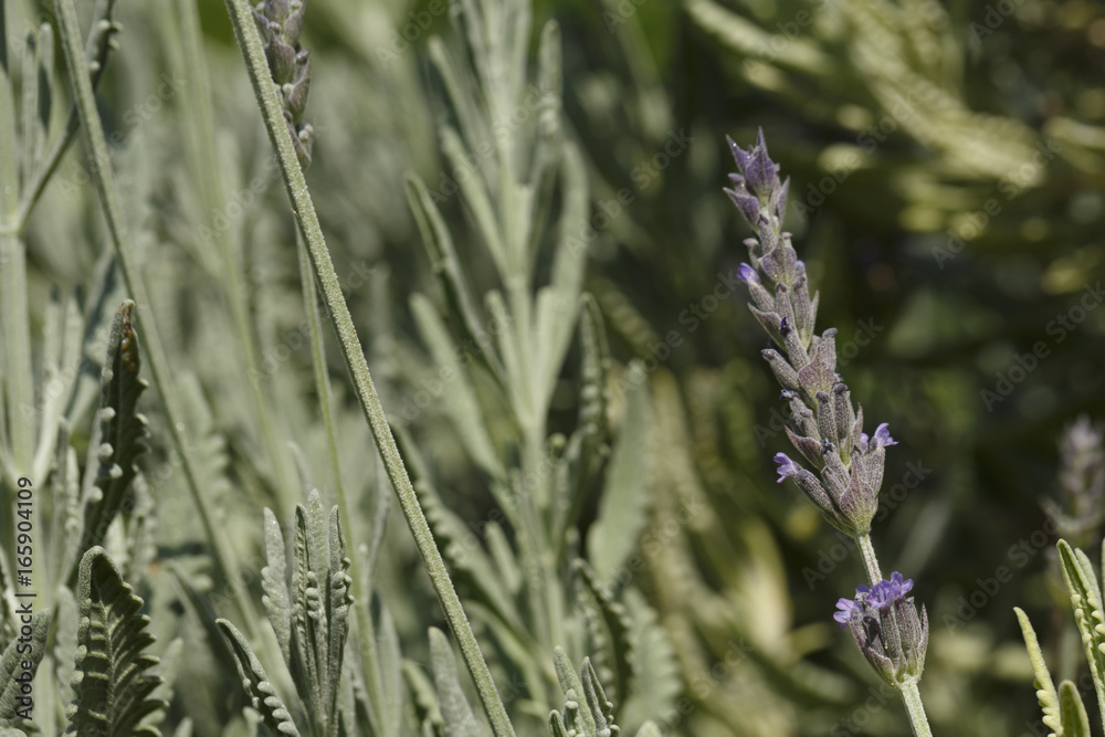 Lavender in summer, Colorful photo of lavender with green background, Selective focus with shallow depth of field Lavender in summer, Colorful photo of lavender with green background, Selective focus with shallow depth of field