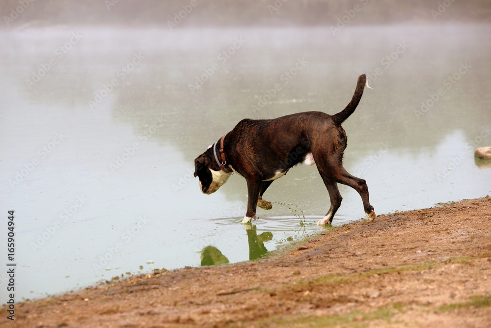 Morgenbad im See, brauner Boxerrüde geht vorsichtig in einen See bei Frühnebel Morgenbad im See, brauner Boxerrüde geht vorsichtig in einen See bei Frühnebel