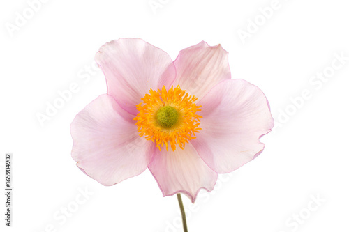 Anemone flower on white background