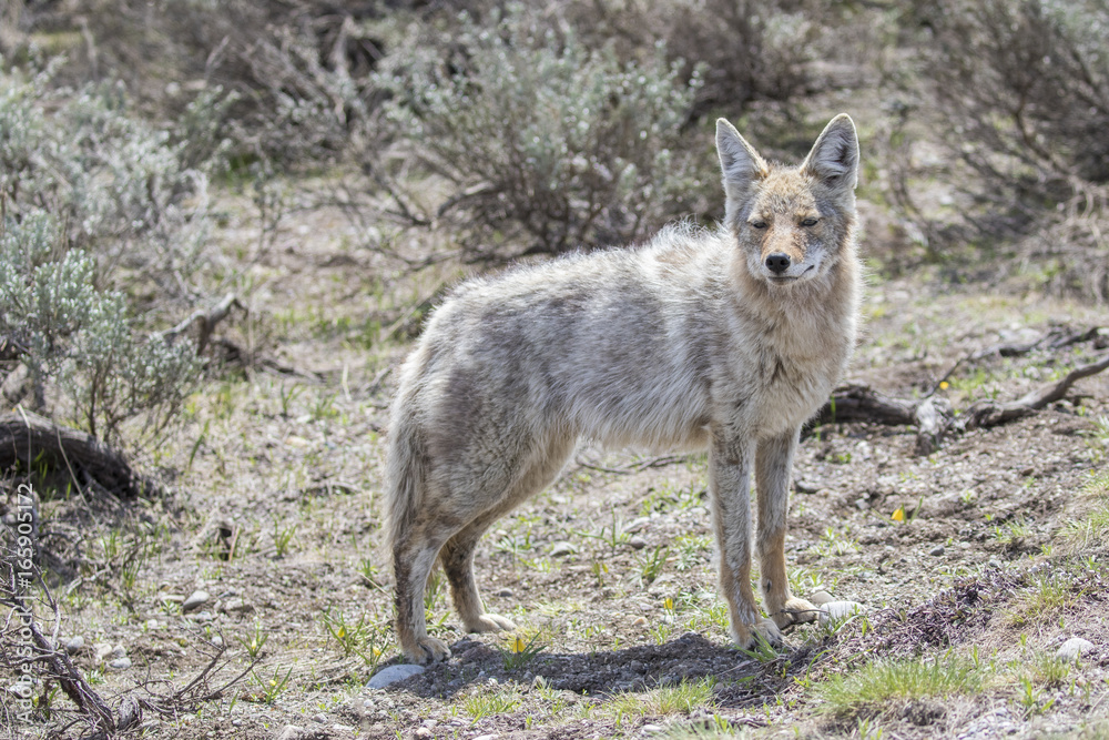 Light colored coyote standing in grass