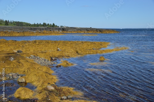 South Shore Landscape, Nova Scotia