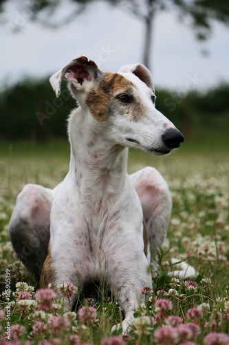 galgo portrait im garten