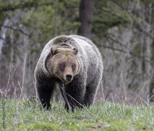 young grizzly bear walking in grass from forest