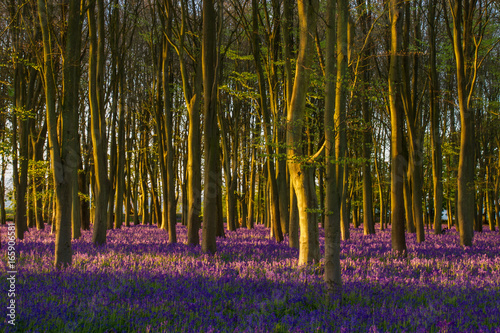 Bluebells at Sunrise in ancient Oxfordshire woodland