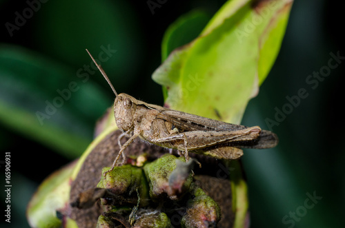 Grasshopper on leaf