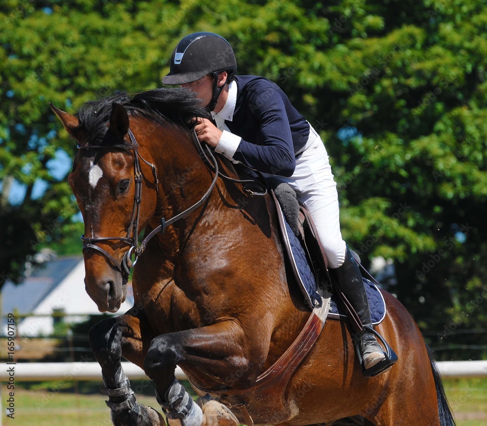 cavalier et cheval en compétition de sauts d'obstacles cavalier et cheval en compétition de sauts d'obstacles