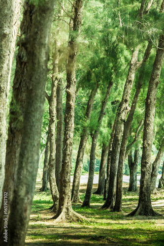 The pine forest.