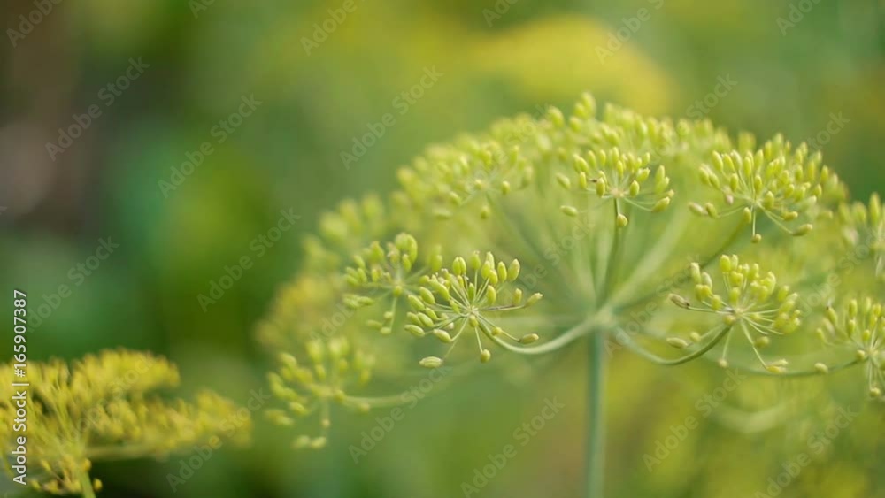Dill in farm garden Dill in farm garden