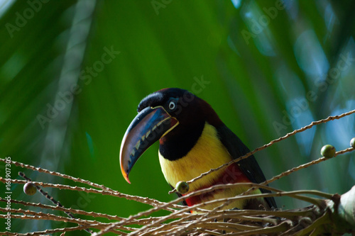 The green-billed toucan  Ramphastos dicolorus   or red-breasted toucan.