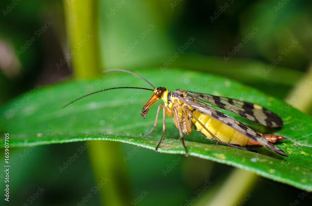 The Common Scorpionfly The Common Scorpionfly