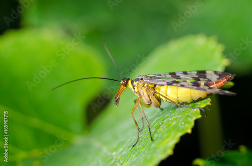 The Common Scorpionfly © Олександр Луценко