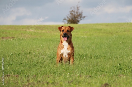 brauner mischlingshund rennt auf einer wiese