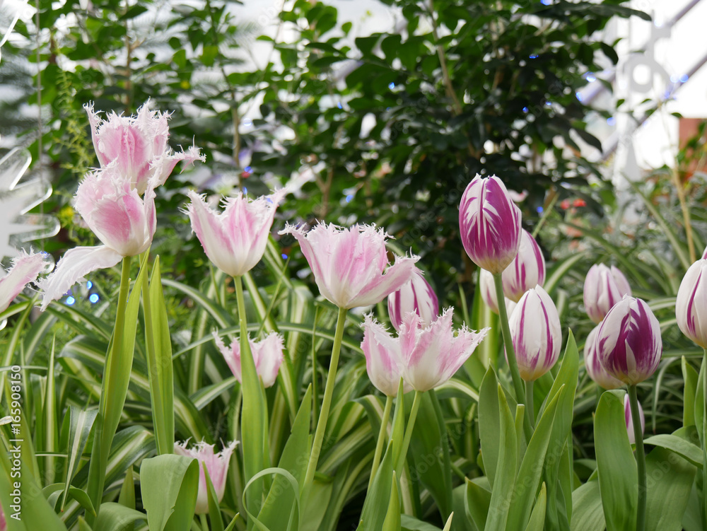White pink violet Tulip flower in glass house