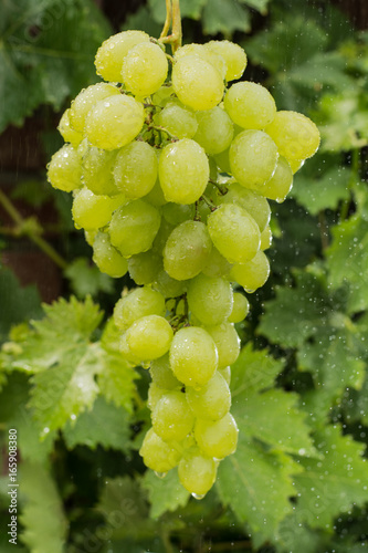 Wallpaper Mural Healthy fruits White wine grapes riping in the vineyard, wine grapes, bunch of grapes ready to harvest Torontodigital.ca