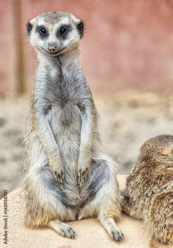 Fototapeta premium Ground squirrel closeup Sitting on a rock