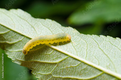 Caterpillar on a leaf