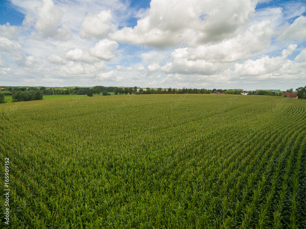aerial view of a green corn fields with cloudy blue sky in germany