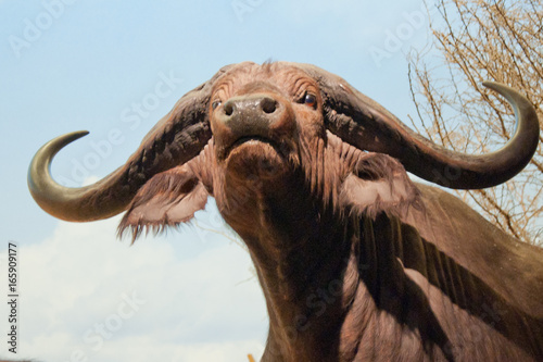 African buffalo  Syncerus caffer  South Africa © alexandros33