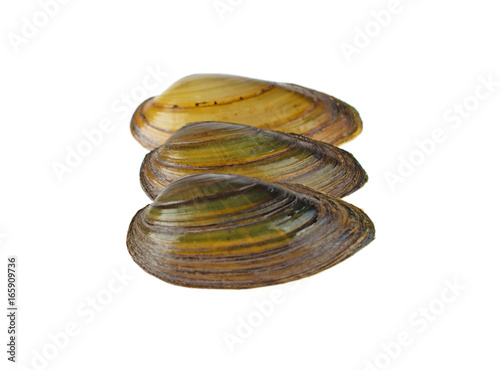 Mussel river on a white background photo