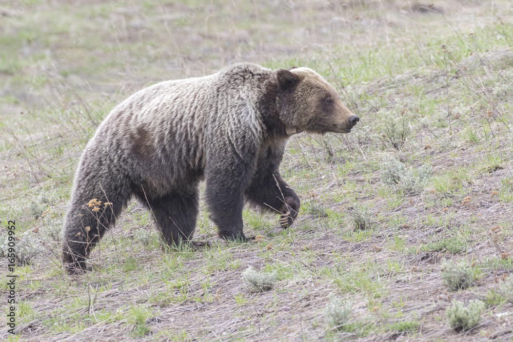 young grizzly bear walking in grass from forest young grizzly bear walking in grass from forest