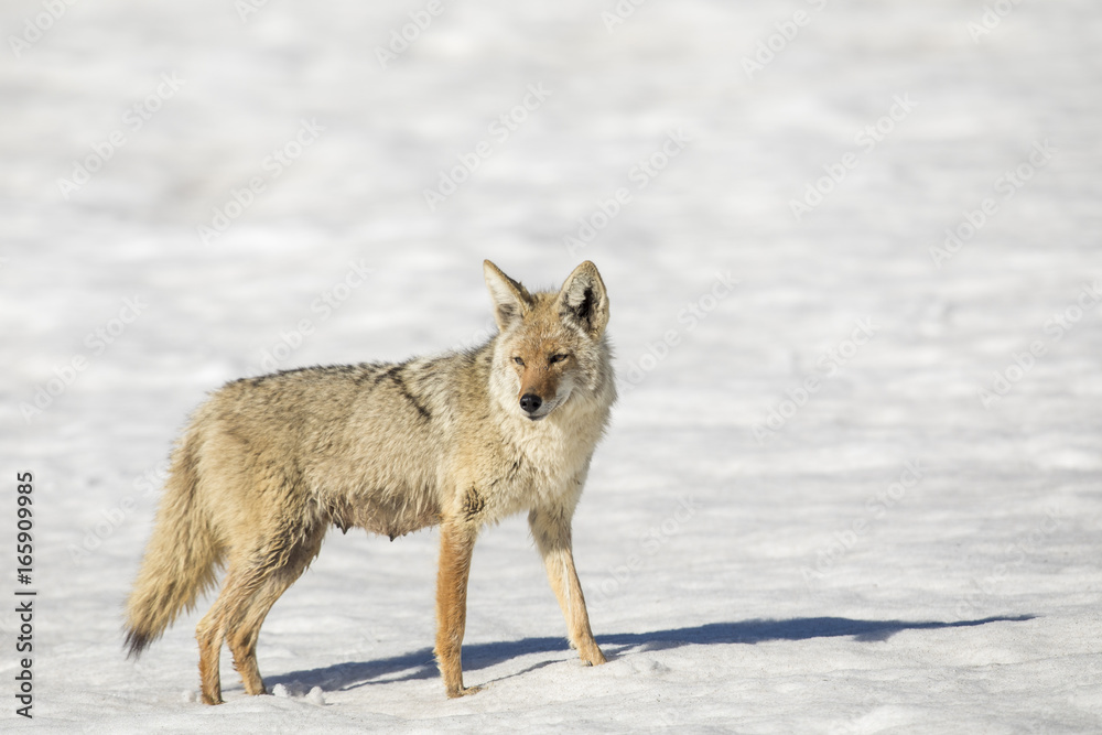 Obraz premium Nursing mother coyote in snow in winter