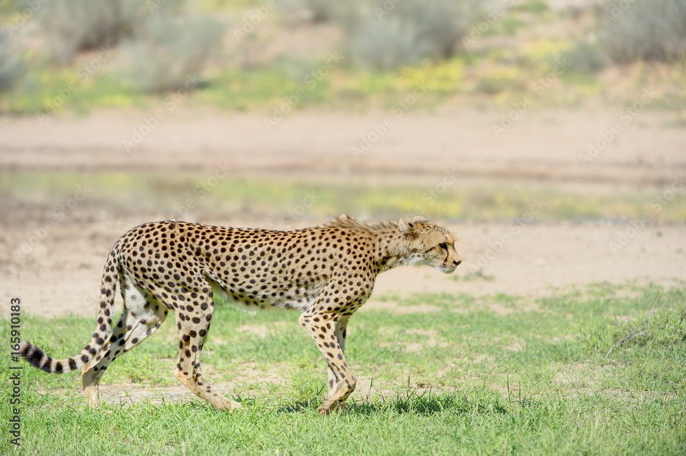 CHEETAH (Acinonyx jubatus) Cheetah cautiously approaches a waterhole in the Kalahari desert CHEETAH (Acinonyx jubatus) Cheetah cautiously approaches a waterhole in the Kalahari desert