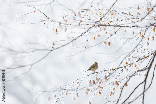 Common chaffinch perching on branch in Winter photo