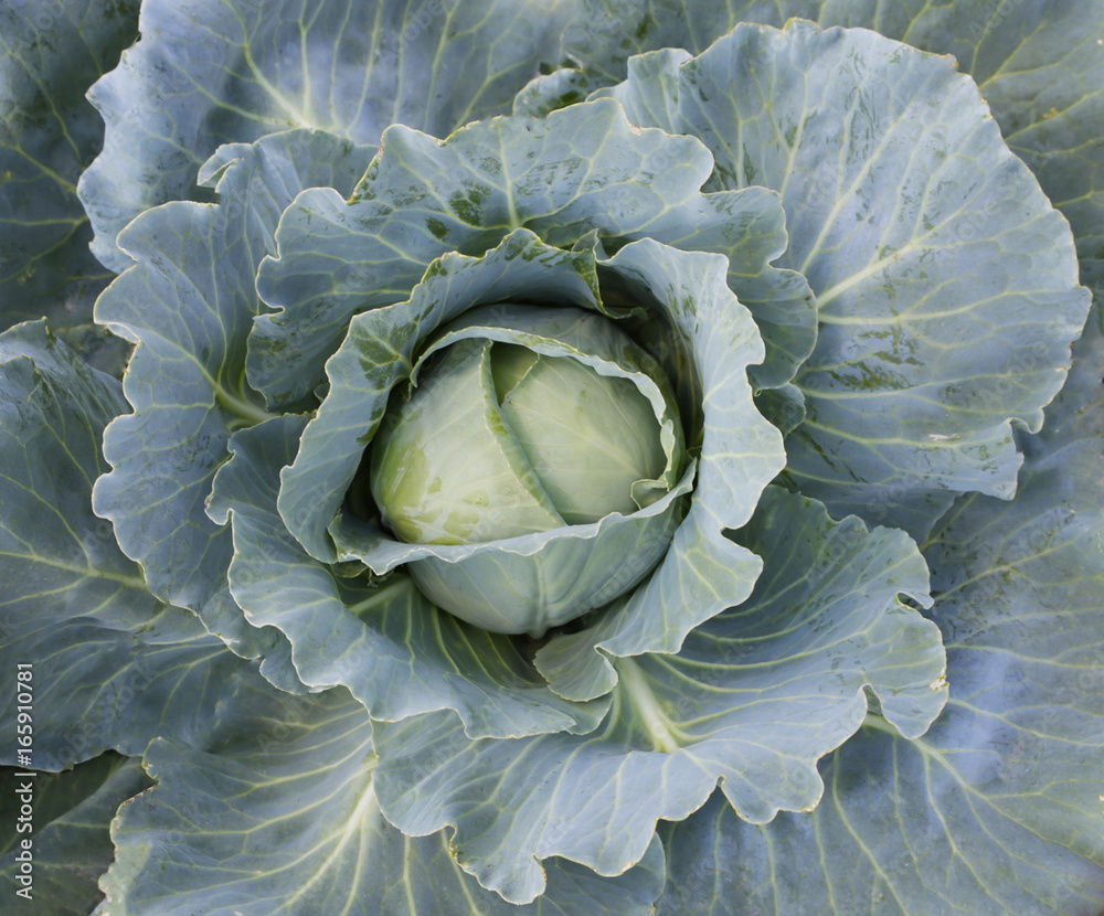 Obraz premium Green cabbage