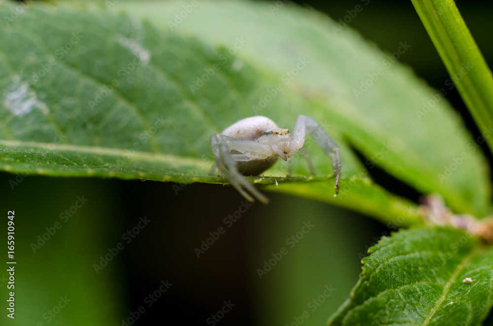 White crab spider White crab spider