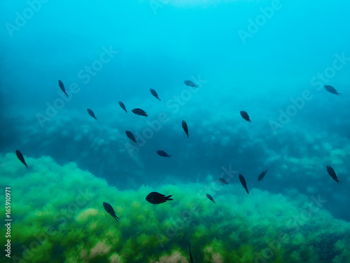 Black fishes in sea. Underwater photo