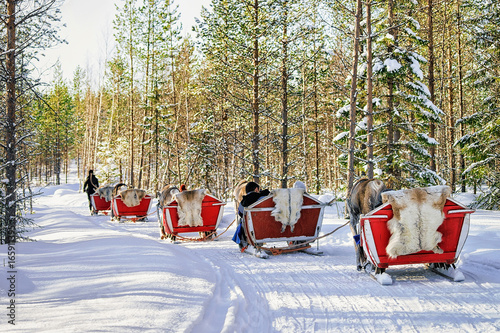 Reindeer caravan safari with people forest Lapland Northern Finland © Roman Babakin