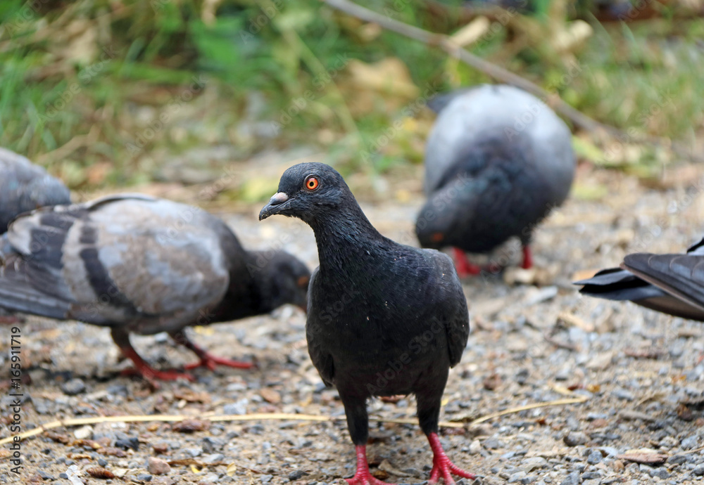 Flock of pigeons looking for food, on the Sand and gravel floor with green grass background. Flock of pigeons looking for food, on the Sand and gravel floor with green grass background.