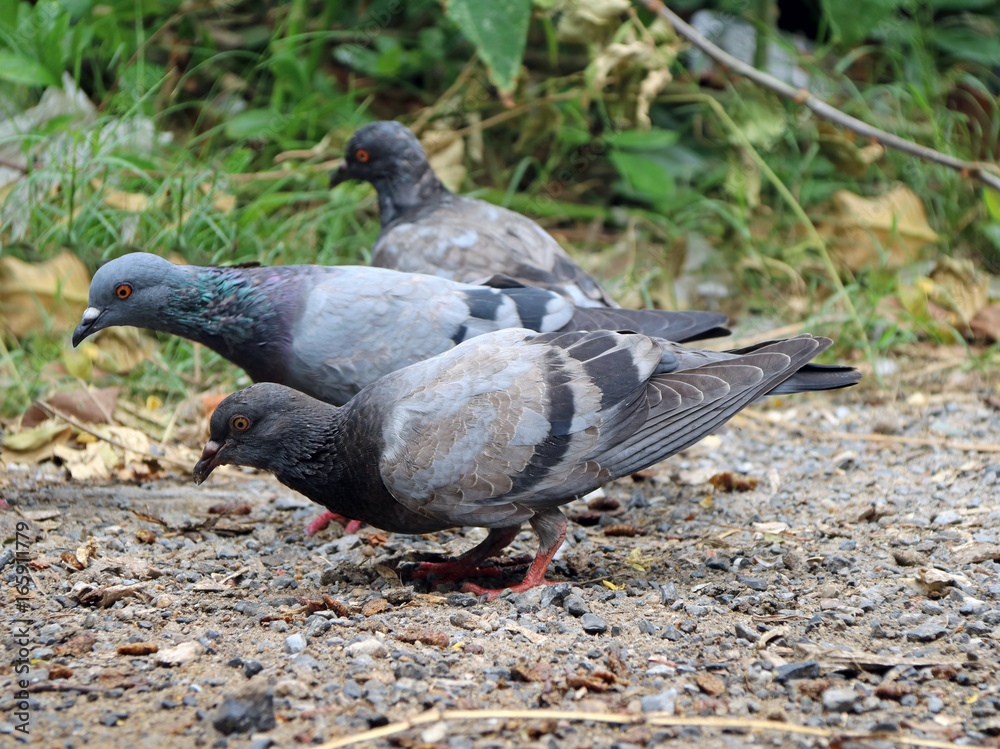 Fototapeta premium Three pigeons looking for food, on the Sand and gravel floor with green grass background.