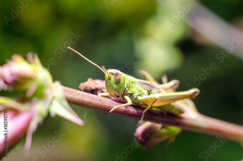 Grasshopper on leaf