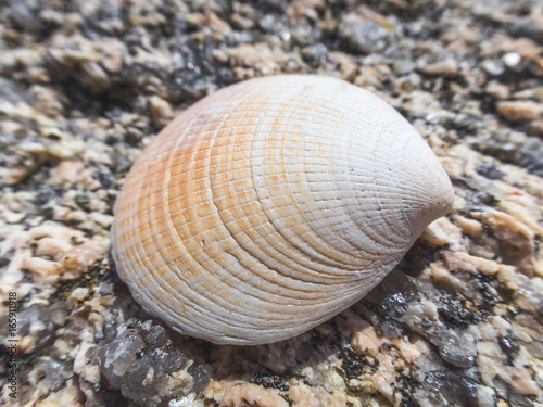 Shell on stone